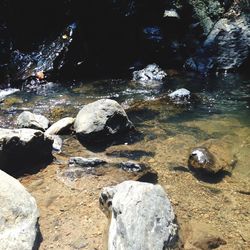 Close-up of turtle swimming in water