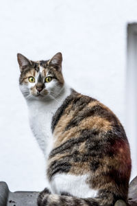 Close-up portrait of cat sitting outdoors