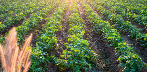 Plants growing on field