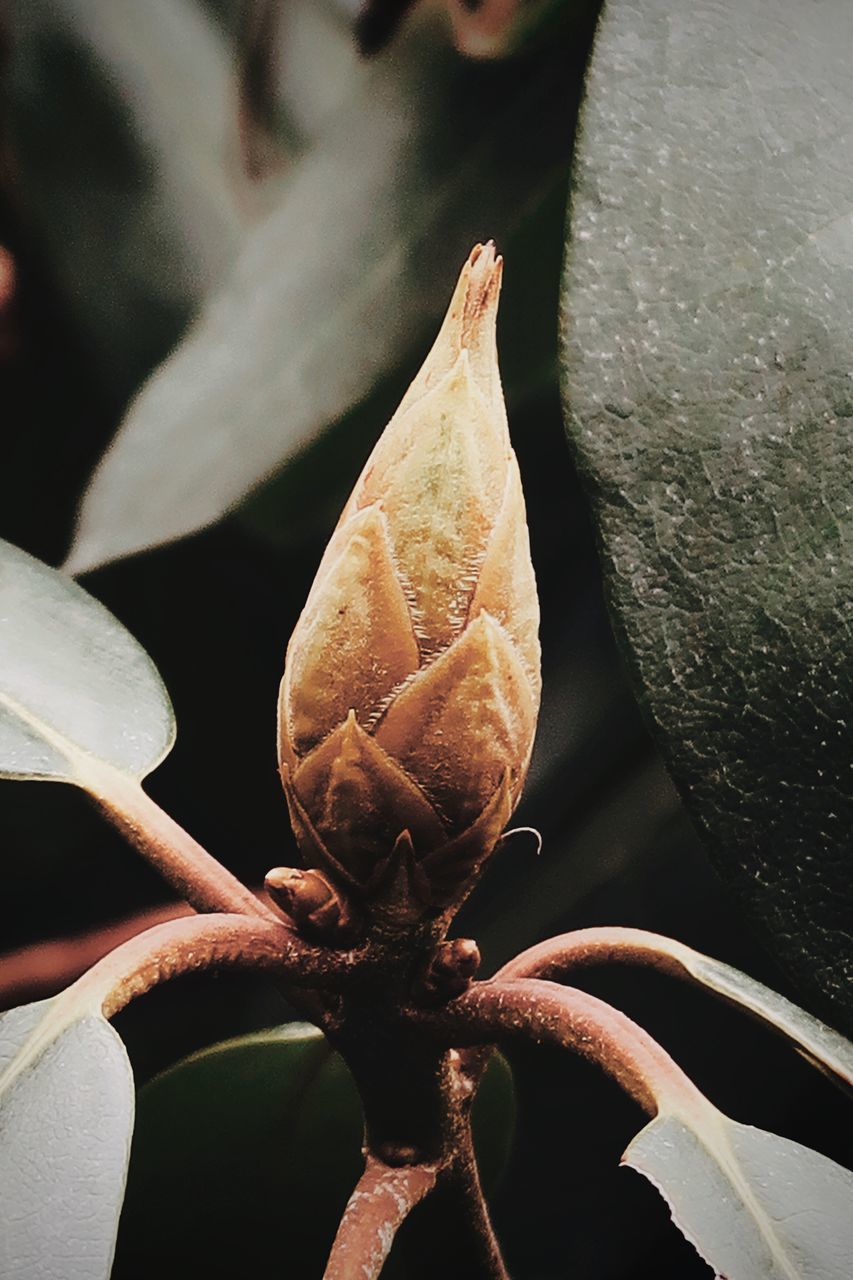 CLOSE-UP OF WILTED FLOWER IN SUNLIGHT