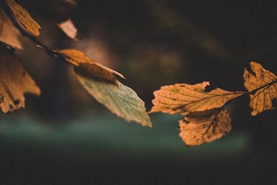 Close-up of leaves during autumn