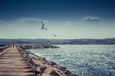 Seagull flying over sea