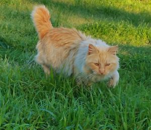 Cat relaxing on grassy field