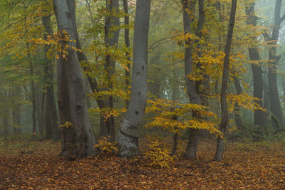 Trees in forest during autumn