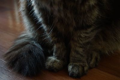 Close-up of cat sleeping