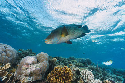 Close-up of fish swimming in sea