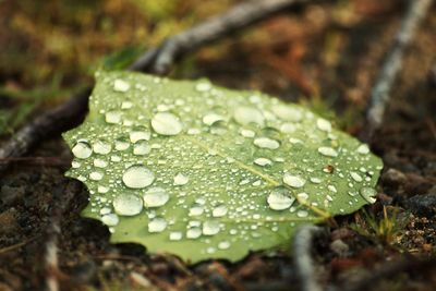 Close-up of water drops on leaf