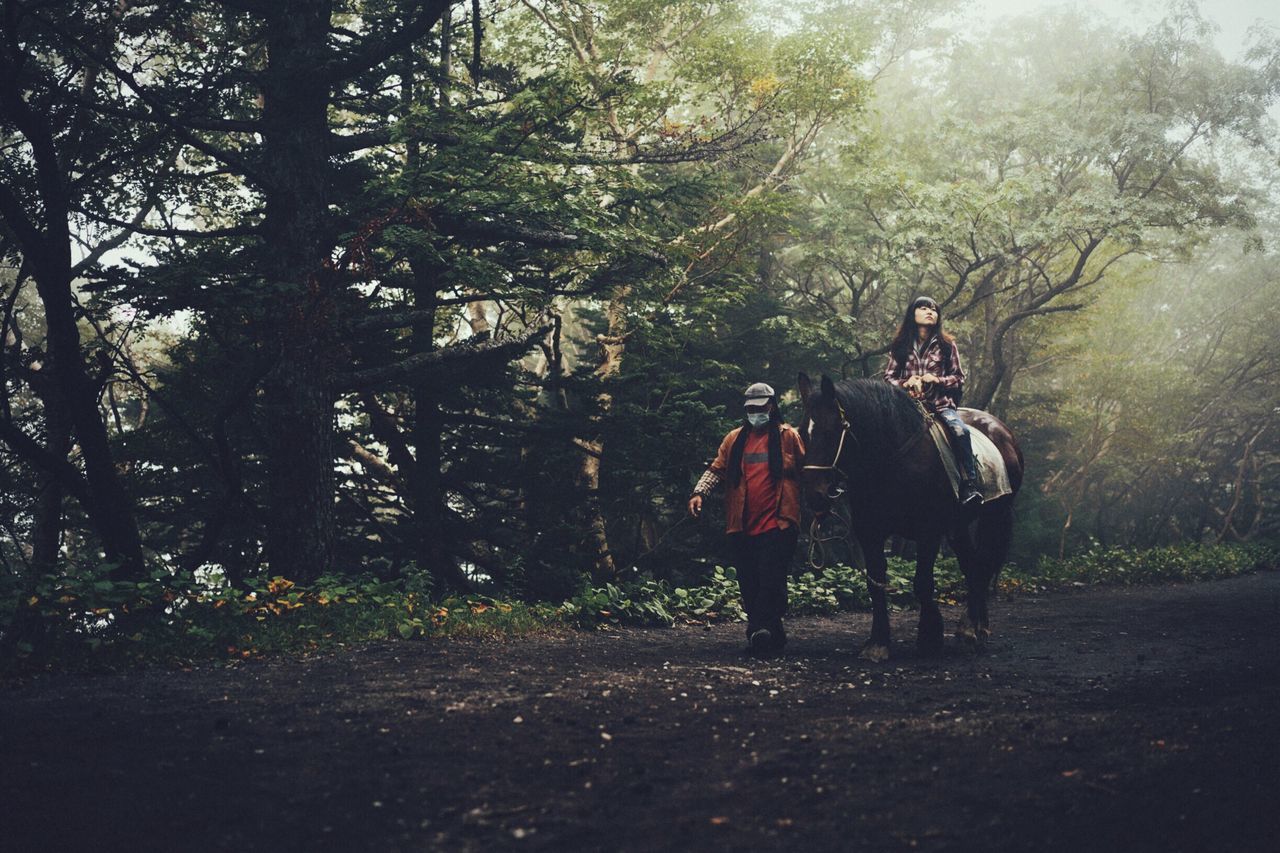 tree, horse, full length, forest, domestic animals, mammal, day, nature, livestock, herbivorous, non-urban scene, tranquility, woodland, tranquil scene