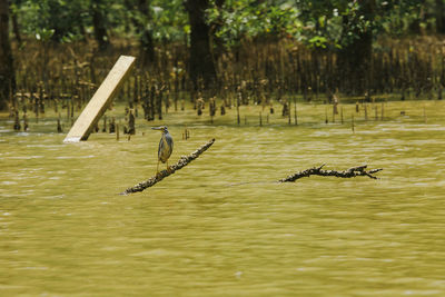 Butorides striatus stands on the branches above the water.