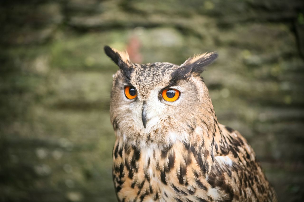 Owl portrait.