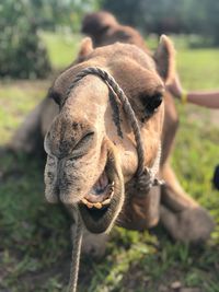 Close-up of camel