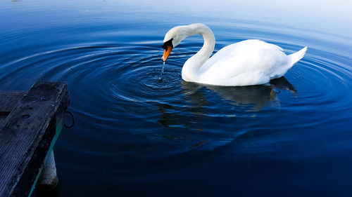 Swan swimming in lake