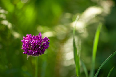 Close-up of pink flowering plant