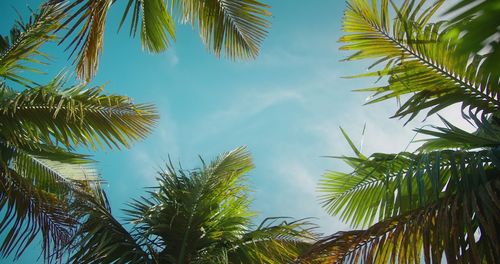 Low angle view of palm tree against sky