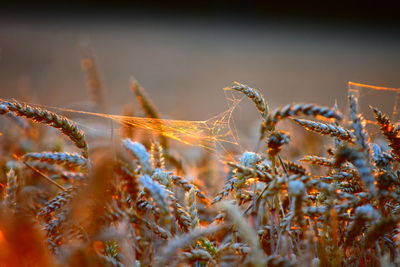 Close-up of wilted plant on field