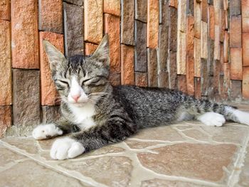 Close-up of a cat sleeping