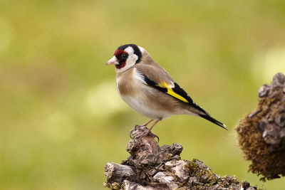 Close-up of bird perching on rock