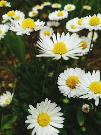 Close-up of daisy flower