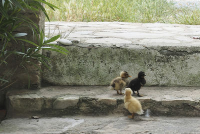 Birds in a farm