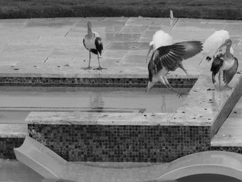 View of birds perching on the lake