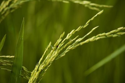 Close-up of wheat growing on plant