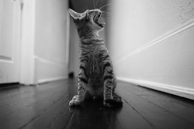 Portrait of cat sitting on floor