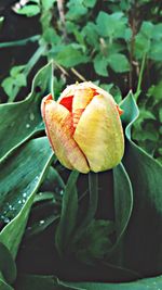 Close-up of flower growing on plant