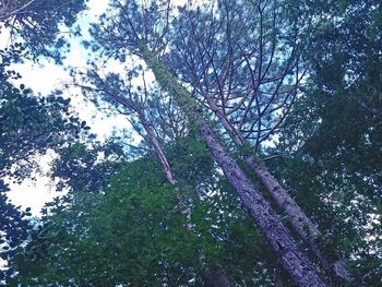 Low angle view of tree against sky