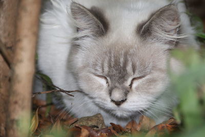 Close-up of cat sleeping