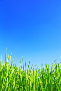 Close-up of grass on field against clear blue sky