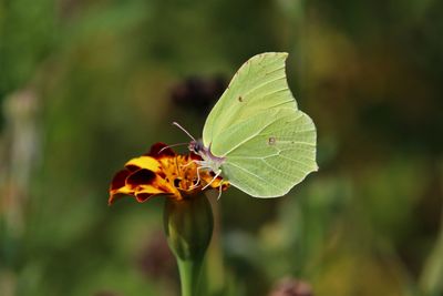 Close-up of butterfly pollinating on flower