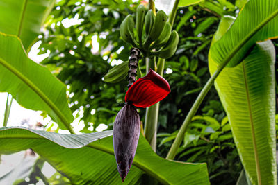 Close-up of red and leaves on plant