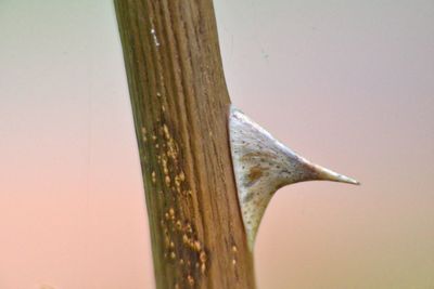 Close-up of lizard against clear sky