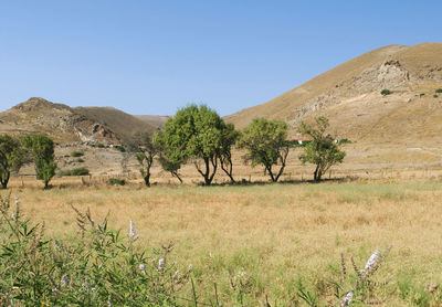 Trees on field against clear blue sky