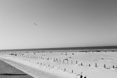 Birds flying over beach against sky