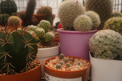 Close-up of potted plants