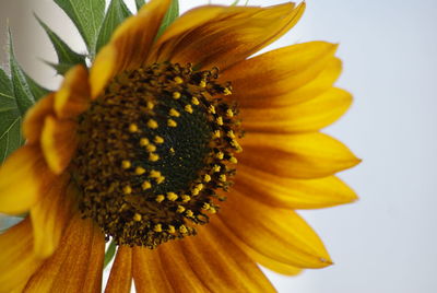 Close-up of sunflower