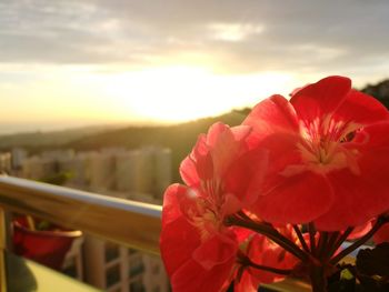 Close-up of red flowering plant against sky