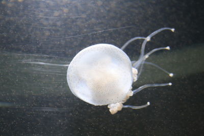 Close-up of jellyfish in sea