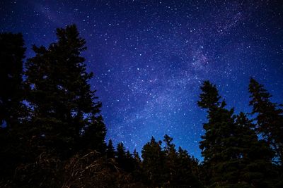 Low angle view of trees against sky at night