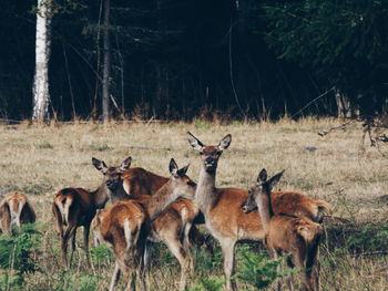 Deer standing in forest