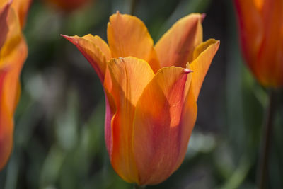 Close-up of orange tulip