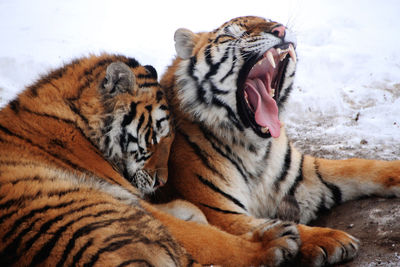 Close-up of tigers lying on land