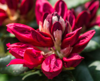 Close-up of pink rose flower