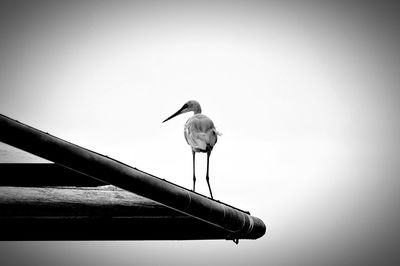 Low angle view of bird perching against clear sky