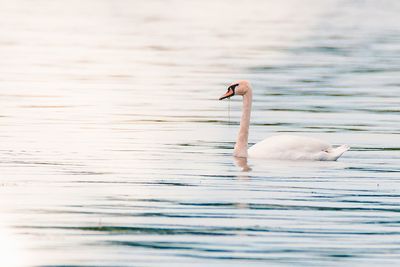 Swan swimming in a lake