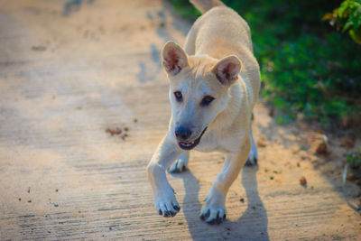 Portrait of dog standing on land