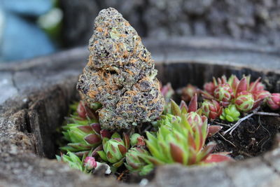 Close-up of plant growing on rock