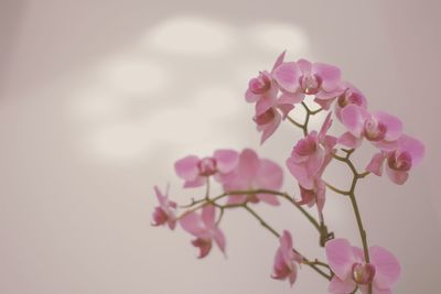 Close-up of pink flowers on branch