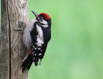 Close-up of bird perching on tree trunk